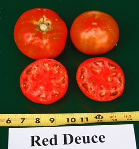 'Red Deuce' - Rodeo Tomato for 2016