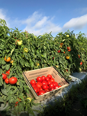 Rodeo Tomato for 2022 – STM2255 (Hybrid) Tomato