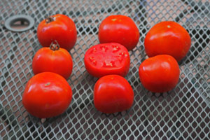 'Sunbrite' - Rodeo Tomato for 2018