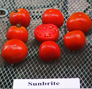 'Sunbrite' - Rodeo Tomato for 2018