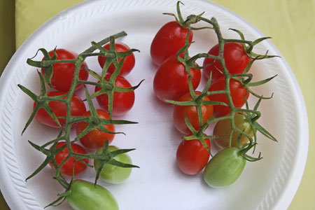 A very uniform cluster sample - stems attached and fruit is the same ripeness except those at the end of the cluster which is normal. A very uniform cluster sample - stems attached and fruit is the same ripeness except those at the end of the cluster which is normal.