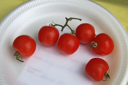 A very uniform fruit sample but stems not evenly trimmed and some stems dried and missing.