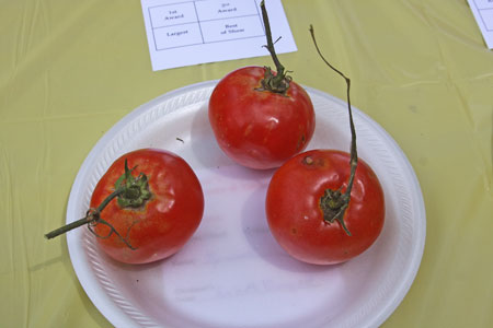 A very uniform sample but stems are unevenly trimmed. The fruit have some discoloration and damage.