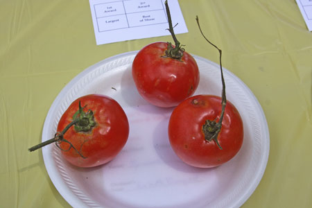 A very uniform sample but stems are unevenly trimmed. The fruit have some discoloration and damage. A very uniform sample but stems are unevenly trimmed. The fruit have some discoloration and damage.