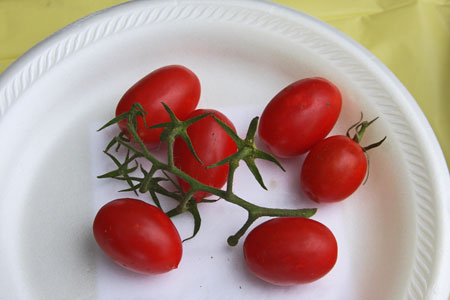 A very uniform sample except for one small fruit on top right – some stems are missing or disconnected. A very uniform sample except for one small fruit on top right – some stems are missing or disconnected.