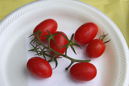 A very uniform sample except for one small fruit on top right – some stems are missing or disconnected.