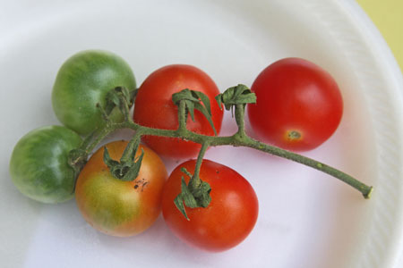 Not a uniform sample - fruit is not the same ripeness and with discolorations.