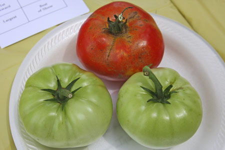Not a uniform sample - stems unevenly trimmed, fruit ripeness and size different. Not a uniform sample - stems unevenly trimmed, fruit ripeness and size different.