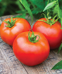 Tasti-Lee Hybrid Tomato