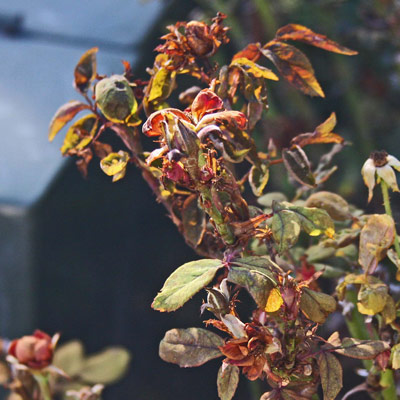 Diseased foliage bunch on thorny stems