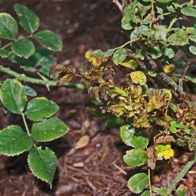 Distorted new growth compared to normal leaves on left