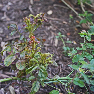 Distorted new growth compared to normal leaves on right