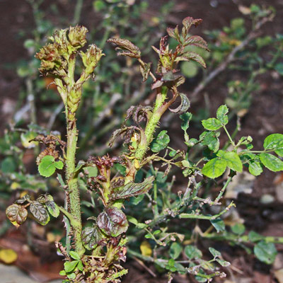 Distorted new growth shoot with buds not open