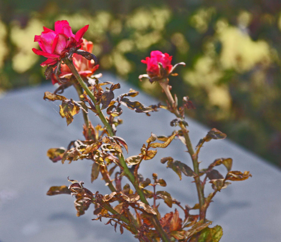 List 92+ Pictures Pictures Of Deformed Rose Buds Superb