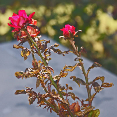 Malformed buds and flowers on diseased foliage shoot