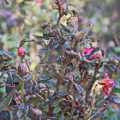 Malformed buds on diseased foliage
