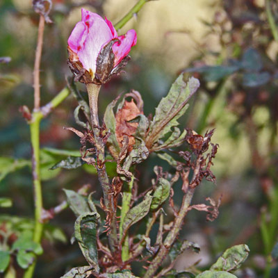 Partially open bud on thorny growth