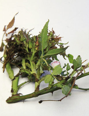 Red Knockout Rose Rosette Disease