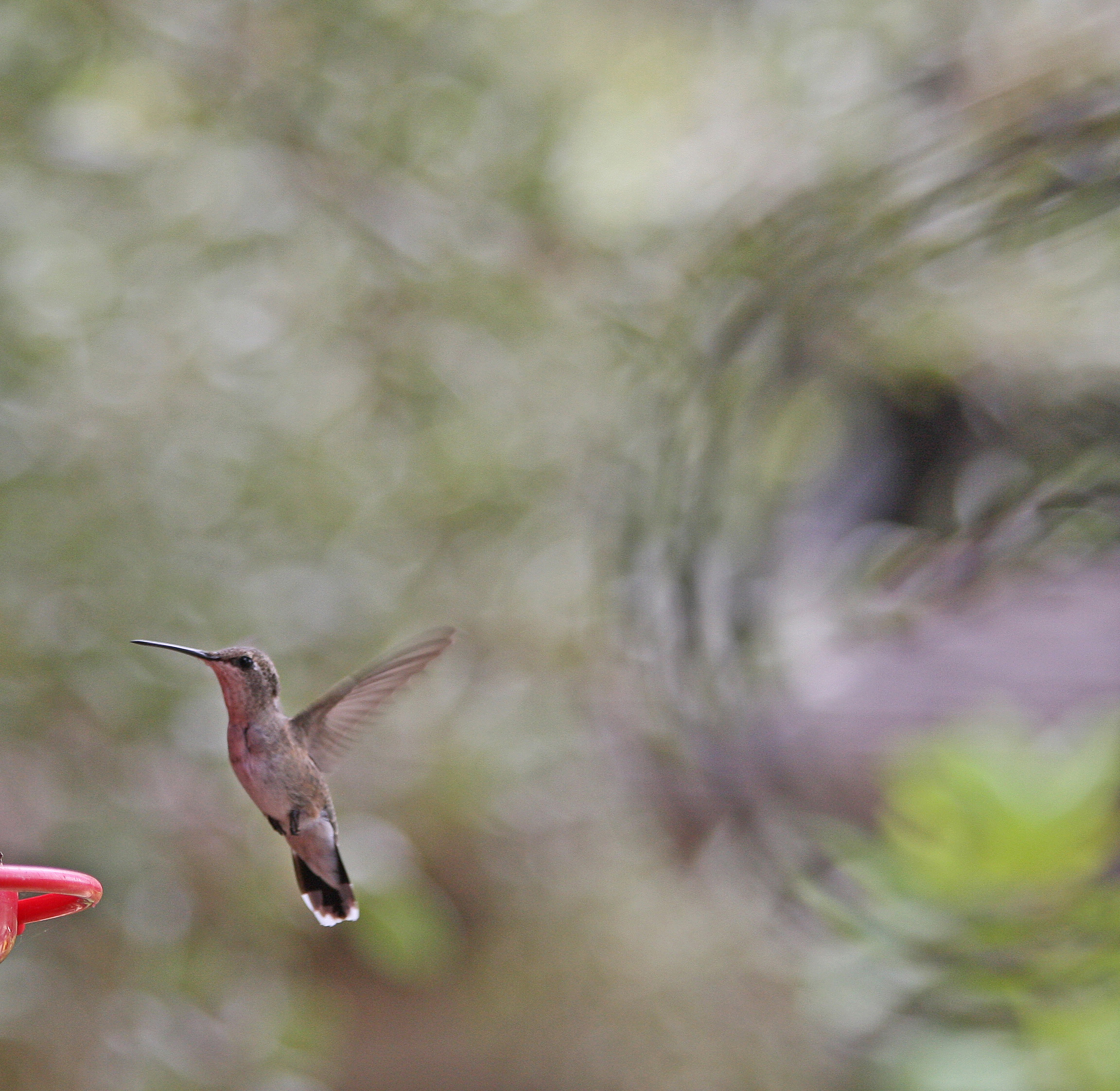 Solved A flying hummingbird picks up charge as it moves