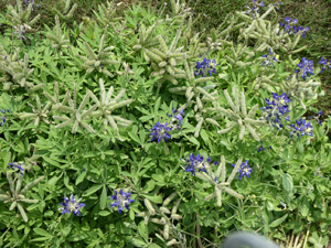 Bluebonnet BLUE with seed pods BY Ray Stachowiak April 2020