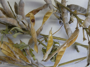 Bluebonnet dried pods with seed in popped hulls.