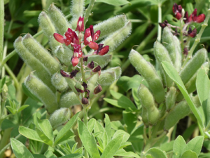 Bluebonnet RED-MAROON with seed pods BY Ray Stachowiak April 2020