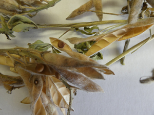 Bluebonnet dried pods with multiple seed in popped hulls.