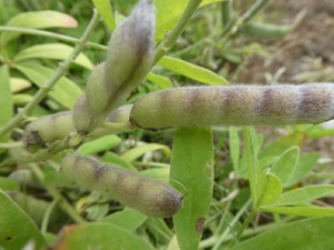 The pod of the bluebonnet seed should begin to look dry and lose most of its green color, turning first yellow and then brown.