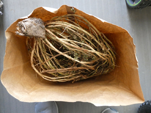 Bluebonnets -- one of the plants pulled to demonstrate the bag method.