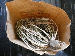 Bluebonnets -- the pulled plants are put loosely in the bag.