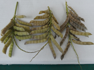 The pods of the bluebonnet seed should lose most of its green color, turning first yellow and then brown as shown from left to right.