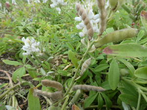 The pods of the bluebonnet seed should lose most of its green color, then turn yellow and then brown.  They will then explode to scatter the dry seed.