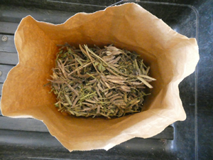 Bluebonnet seed which were hand harvested are put loosely in bags.