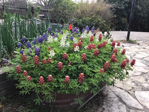 Bart Kelly's Container Red-White-and-Blue Bluebonnets on March 12, 2020