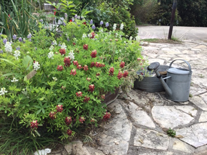 The second round of blooms after I cut off the original seeds