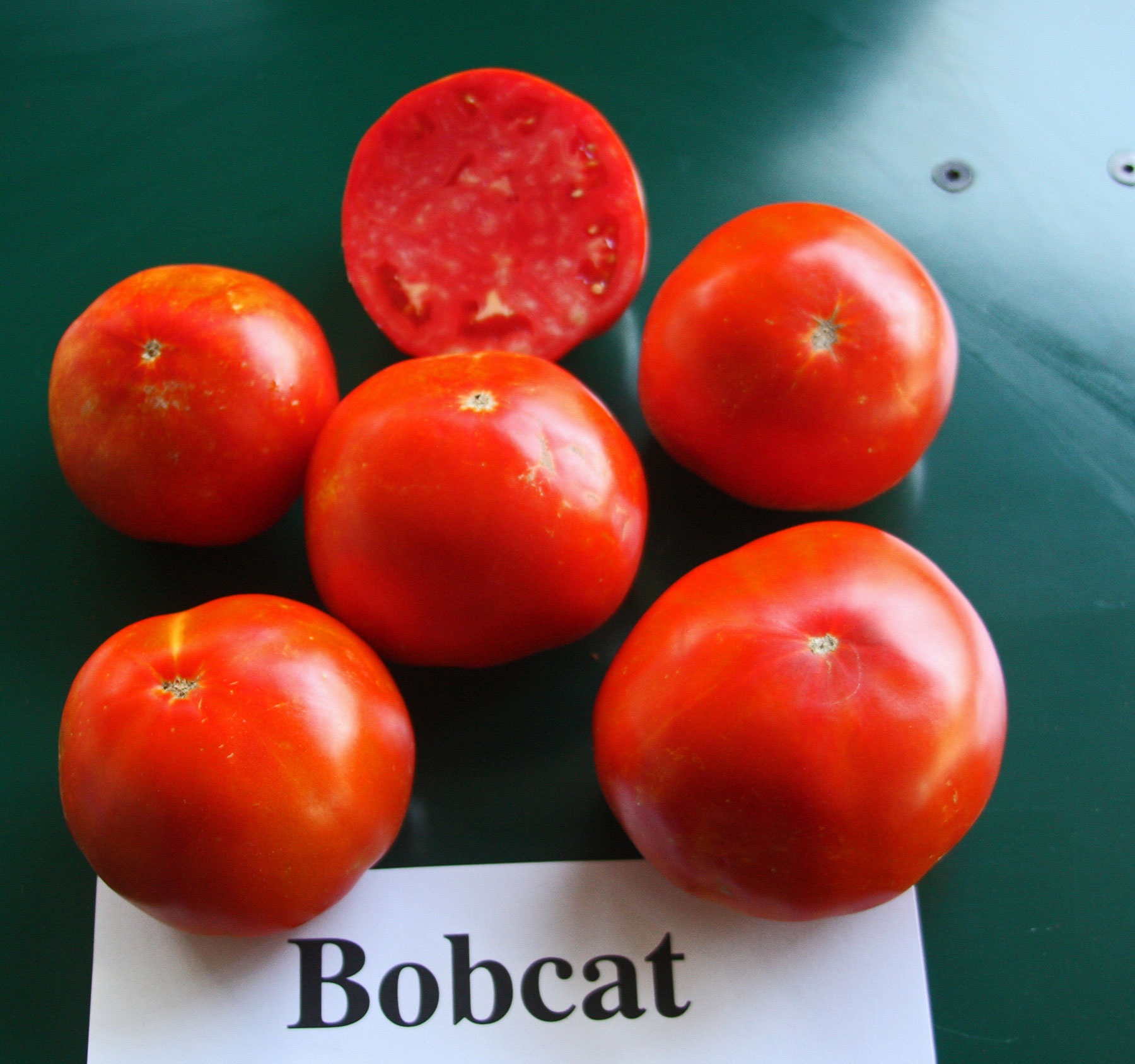 1000 семян томатов. Помидор Бобкат f1. Семена томат Бобкат f1. Сорт помидор Бобкат.
