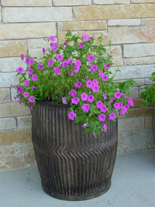 Laura Bush petunia at President George Bushs Crawford Ranch