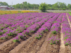 Original field planting at Verstuyft Farms on July 16, 2001