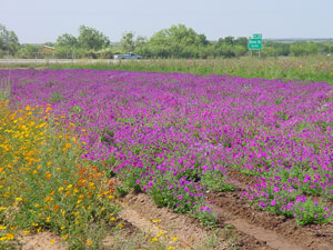 Original field planting at Verstuyft Farms with Cosmos