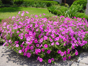 Pink Laura Bush petunia on May 16, 2001 Pink Laura Bush petunia on May 16, 2001