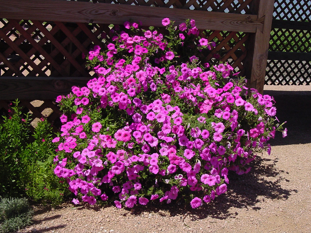 Plantanswers Plant Answers Laura Bush Petunia The Making Of A Texas Superstar