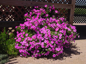 Pink Laura Bush petunia on May 23, 2001 Pink Laura Bush petunia on May 23, 2001