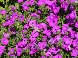 Pink Laura Bush petunia with moth