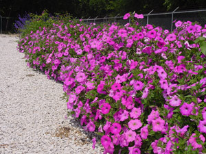 Pink Laura Bush petunias on May 3, 2005, in San Antonio