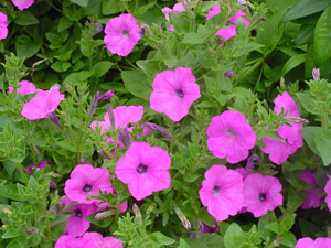 Pink Laura Bush Pink Laura Bush