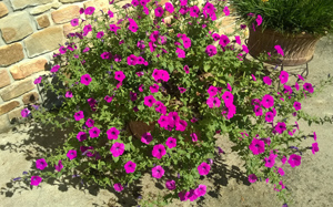 Indivilual Plant of Reseeding 'Laura Bush' Petunia grown by Pam Somers