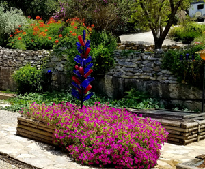 Reseeding 'Laura Bush' Petunia at Pam Somers near Canyon Lake, Texas