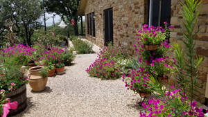 Reseeding 'Laura Bush' Petunia decorating garden  near Canyon Lake, Texas