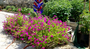 Reseeding 'Laura Bush' Petunia grown by Pam Somers