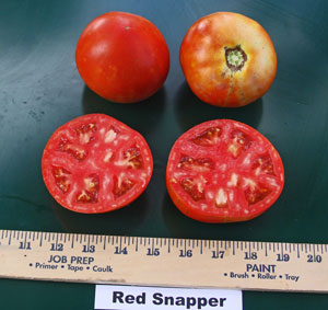 Tomato Red Snapper Tomato Red Snapper